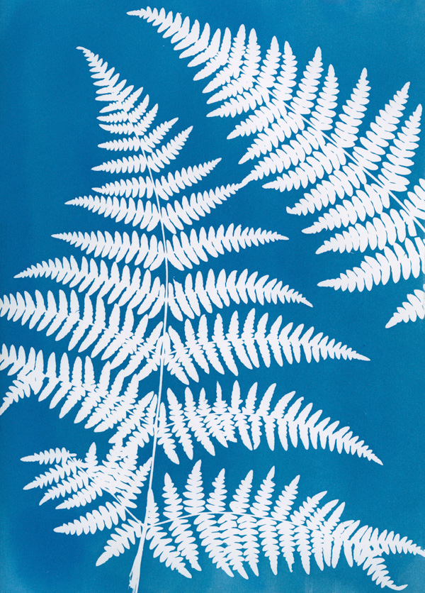 Cyjanotypia - warsztaty Radosław Czapla Cyjanotypia - warsztaty z Radosławem Czapla podczas 29 Górski Festiwal imienia Andrzeja Zawady w Lądku Zdrój 2024