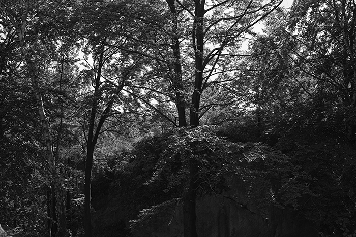 Jura krajobraz leśny Krajobraz leśny Jury Krakowsko - Częstochowskiej